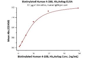 Immobilized Human 4-1BB Ligand (71-254), His,Flag Tag (active trimer) (MALS verified) (ABIN6951005,ABIN6952261) at 1 μg/mL (100 μL/well) can bind Biotinylated Human 4-1BB, His,Avitag™(MALS verified) (ABIN6972936) with a linear range of 1-39 ng/mL (QC tested).