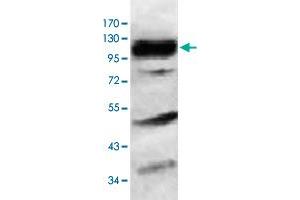 Western blot analysis of HeLa cell lysate with HERC6 polyclonal antibody  at 1 : 1000 dilution. (HERC6 Antikörper  (AA 123-393))