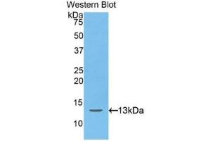 Western Blotting (WB) image for anti-Hepcidin Antimicrobial Peptide (HAMP) (AA 25-84) antibody (ABIN1175290) (Hepcidin Antikörper  (AA 25-84))