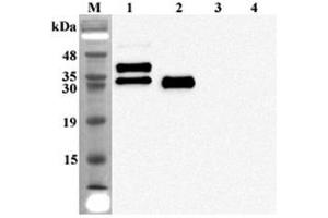 Western blot analysis of human FGF23 using anti-FGF-23 (human), mAb (FG322-3)  at 1:2,000 dilution. (FGF23 Antikörper)