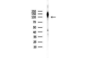 Western blot analysis of lysates from Rat brain, using Phospho-c-PL (Ser505) Antibody at 1/1000 dilution.