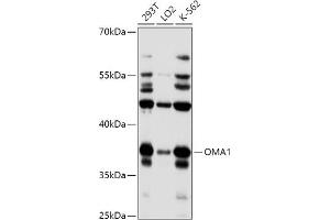 Western blot analysis of extracts of various cell lines, using OM antibody (4230) at 1:1000 dilution. (OMA1 Antikörper  (AA 360-524))