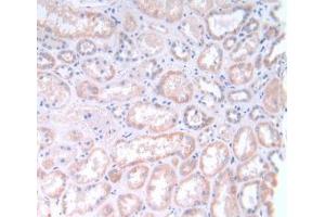IHC-P analysis of Human Kidney Tissue, with DAB staining. (GLTP Antikörper  (AA 2-209))