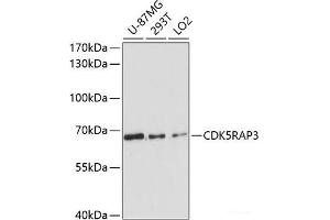 Western blot analysis of extracts of various cell lines using CDK5RAP3 Polyclonal Antibody at dilution of 1:3000. (CDK5RAP3 Antikörper)