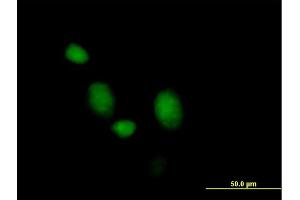 Immunofluorescence of purified MaxPab antibody to MORG1 on HeLa cell. (MORG1 Antikörper  (AA 1-315))