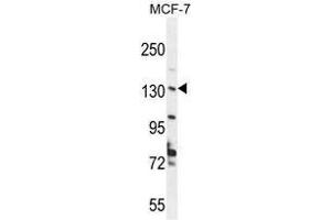 UPF2 Antibody (Center) western blot analysis in MCF-7 cell line lysates (35 µg/lane).