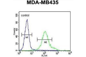 Flow cytometric analysis of MDA-MB435 cells using NMDA Receptor 2A Antibody (C-term) Cat. (NMDAR2A Antikörper  (C-Term))