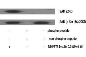 Western Blot (WB) analysis of specific cells using Bad Polyclonal Antibody. (BAD Antikörper  (Ser164))