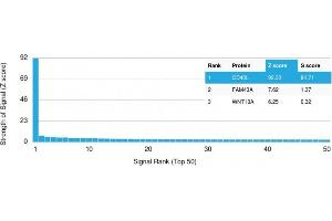 Analysis of Protein Array containing more than 19,000 full-length human proteins using CD40-Ligand Mouse Monoclonal Antibody (CD40LG/2761) Z- and S- Score: The Z-score represents the strength of a signal that a monoclonal antibody (MAb) (in combination with a fluorescently-tagged anti-IgG secondary antibody) produces when binding to a particular protein on the HuProtTM array. (CD40 Ligand Antikörper  (AA 108-261))