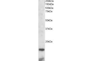 ABIN184744 staining (2µg/ml) of mouse kidney lysate (RIPA buffer, 30µg total protein per lane). (CST3 Antikörper  (C-Term))