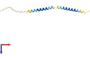 TCEAL7 Protein (AA 1-98) (His tag)
