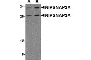Western Blotting (WB) image for anti-Nipsnap Homolog 3A (NIPSNAP3A) (Middle Region) antibody (ABIN1031017) (NIPSNAP3A Antikörper  (Middle Region))