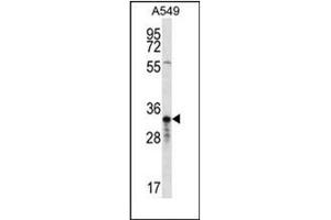 Western blot analysis of OR4F5 Antibody (N-term) in A549 cell line lysates (35ug/lane). (OR4F5 Antikörper  (N-Term))