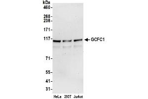 Western Blotting (WB) image for anti-PAX3 and PAX7 Binding Protein 1 (PAXBP1) (AA 225-275) antibody (ABIN7450276)