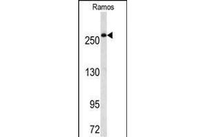 Western blot analysis of FASN Antibody (Center) (ABIN391654 and ABIN2841563) in Ramos cell line lysates (35 μg/lane). (Fatty Acid Synthase Antikörper  (AA 942-973))
