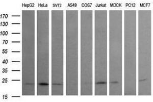 Image no. 2 for anti-RAB24, Member RAS Oncogene Family (RAB24) antibody (ABIN1500553) (RAB24 Antikörper)