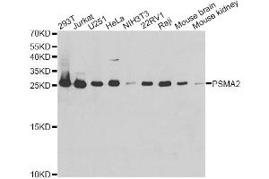Western blot analysis of extracts of various cell lines, using PSMA2 antibody (ABIN5971338) at 1/1000 dilution. (PSMA2 Antikörper)