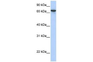 BAT5 antibody used at 1 ug/ml to detect target protein.