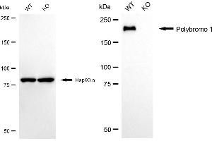 Western blotting analysis using polybromo 1 antibody (ABIN7799873).
