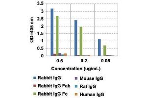 ELISA analysis of IgG from different species with Rabbit IgG Fc monoclonal antibody, clone RMG02  at the following concentrations: 0. (Ziege anti-Kaninchen IgG Antikörper (Biotin))