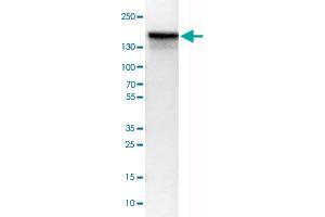 Western Blot analysis of U-251 MG cell lysate with ANLN monoclonal antibody, clone CL0303 .