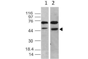 Image no. 1 for anti-TBP-Like 1 (TBPL1) antibody (ABIN5027797) (TBPL1 Antikörper)