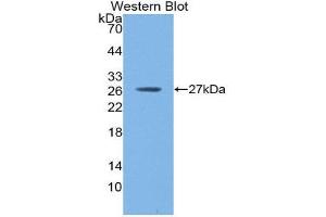 Western Blotting (WB) image for anti-C-Reactive Protein (CRP) (AA 17-224) antibody (ABIN3201506) (CRP Antikörper  (AA 17-224))