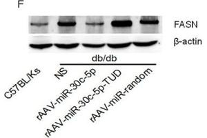 miR-30c-5p suppressed FASN expression(A) KEGG pathway analysis of genes targeted by miR-30c-5p. (beta Actin Antikörper)