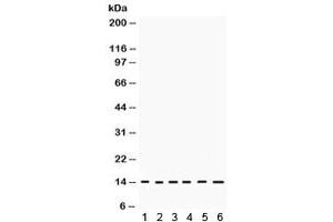 Western blot testing of rat 1) liver, 2) thymus, 3) testis, 4) skeletal muscle, and human 5) HeLa, 6) 22RV1 lysate with HINT1 antibody.