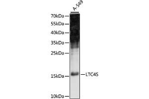 Western blot analysis of extracts of A-549 cells, using LTC4S antibody (ABIN7268248) at 1:1000 dilution. (LTC4S Antikörper  (C-Term))
