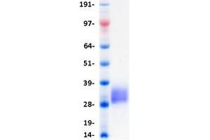 Validation with Western Blot