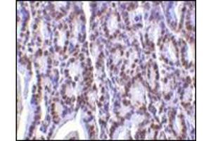 Immunohistochemistry of PHAP I in mouse small intestine tissue with this product at 2 μg/ml. (PHAP1 Antikörper  (C-Term))