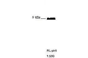 Immunoblotting of RL ph1 recognizing M13 phage coat protein g8p (Coat Protein g8p Antikörper)