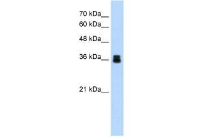 WB Suggested Anti-PIR Antibody Titration:  1. (Pirin Antikörper  (C-Term))