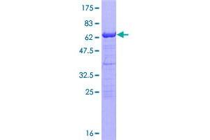 RNF2 Protein (AA 1-336) (GST tag)