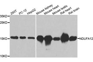 Western blot analysis of extracts of various cell lines, using NDUFA12 antibody. (NDUFA12 Antikörper)
