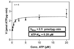 Image no. 1 for Casein Kinase 1, alpha 1 (CSNK1A1) (AA 1-365) (Active) protein (His-GST) (ABIN5569630) (CSNK1A1 Protein (AA 1-365) (His-GST))