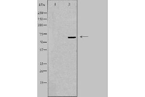 Western blot analysis of extracts from 293 cells using TOR1AIP1 antibody. (TOR1AIP1 Antikörper  (Internal Region))