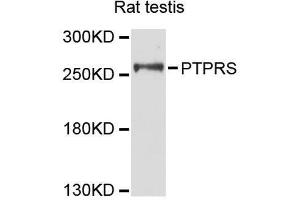 Western blot analysis of extracts of rat testis, using PTPRS antibody (ABIN5996523) at 1:3000 dilution. (PTPRS Antikörper)