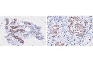 Immunohistochemistry (IHC) image for anti-Peptidylprolyl Isomerase F (PPIF) (AA 30-207) antibody (ABIN356236) (PPIF Antikörper  (AA 30-207))