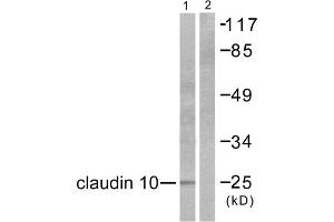 Western Blotting (WB) image for anti-Claudin 10 (CLDN10) (C-Term) antibody (ABIN1848466) (CLDN10 Antikörper  (C-Term))