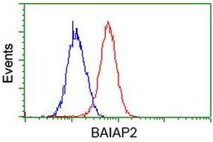 Image no. 4 for anti-BAI1-Associated Protein 2 (BAIAP2) antibody (ABIN1496805) (BAIAP2 Antikörper)