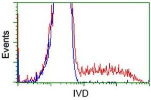 HEK293T cells transfected with either RC201077 overexpress plasmid (Red) or empty vector control plasmid (Blue) were immunostained by anti-IVD antibody (ABIN2453186), and then analyzed by flow cytometry. (IVD Antikörper)