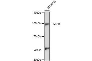 Western blot analysis of extracts of Rat kidney, using (ABIN6129376, ABIN6136636, ABIN6136637 and ABIN6221667) at 1:1000 dilution. (AGO1 Antikörper  (AA 1-180))