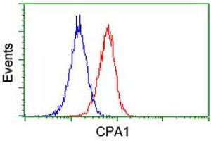 Image no. 2 for anti-Carboxypeptidase A1 (Pancreatic) (CPA1) antibody (ABIN1497590) (CPA1 Antikörper)