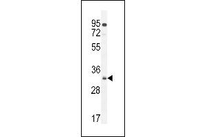 NUS Antibody (N-term) 11000a western blot analysis in  cell line lysates (35 μg/lane). (NUSAP1 Antikörper  (N-Term))