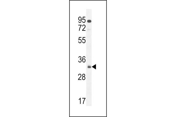 NUSAP1 antibody  (N-Term)