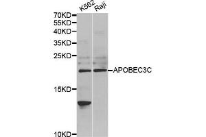 Western Blotting (WB) image for anti-Apolipoprotein B mRNA Editing Enzyme, Catalytic Polypeptide-Like 3C (APOBEC3C) antibody (ABIN1980244) (APOBEC3C Antikörper)
