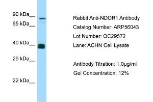 Western Blotting (WB) image for anti-NADPH Dependent Diflavin Oxidoreductase 1 (NDOR1) (N-Term) antibody (ABIN971236) (NDOR1 Antikörper  (N-Term))