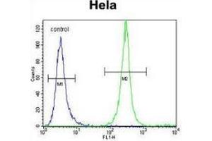 Flow cytometric analysis of Hela cells (right histogram) compared to a negative control cell (left histogram) using Serglycin / PRG1 Antibody (C-term), followed by FITC-conjugated goat-anti-rabbit secondary antibodies.
